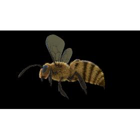 Animated Bee for Cinema 4D